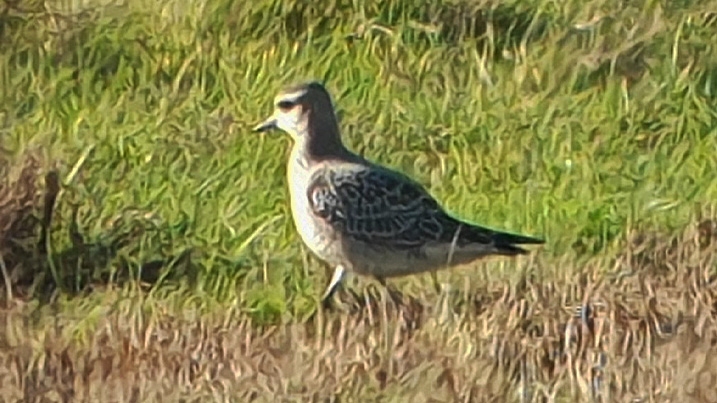 Juvenile American golden plover walks right to left through grass