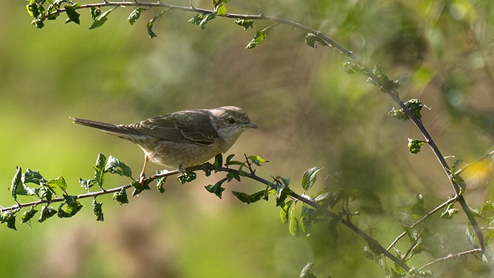 Juvenile barred warbler perched on a branch against a shrub background