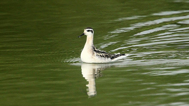 Juvenile red-necked phalarope swims right to left