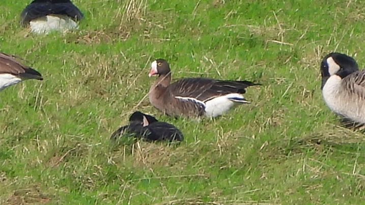 Lesser white-fronted goose amongst canada geese in grassland