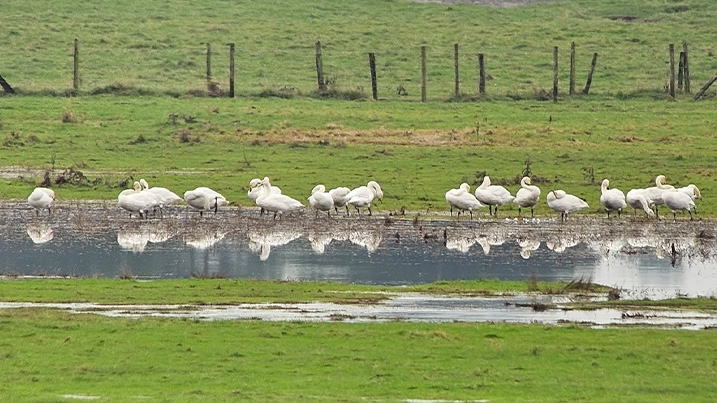 Whooper swan flock in a flooded field