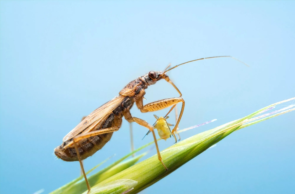 Common damsel bug - Artur Rydzewski.jpg