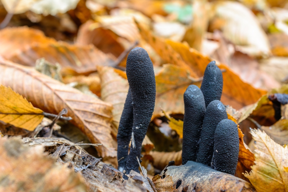 Dead mans fingers fungus - Shutterstock 966x644.jpg