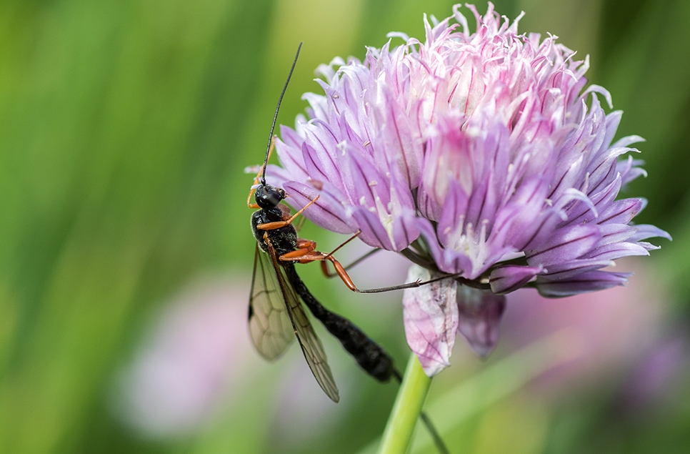 Ichneumon wasp - Pixabay stock.jpg