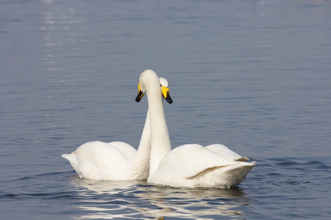 The first whooper swans of the season arrive at WWT Martin Mere