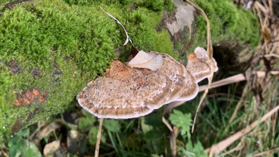 Fungi and why you should leave dead wood in your garden
