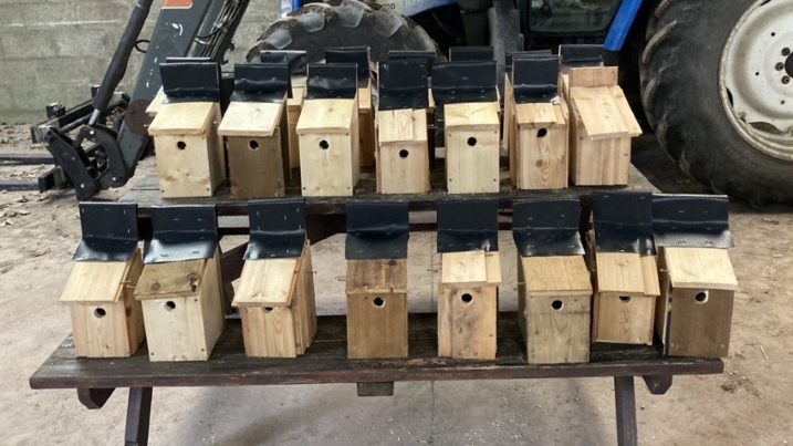 tree sparrow boxes.png