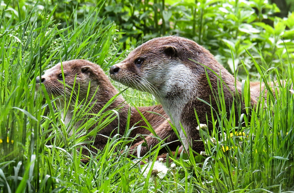 Eurasian otter - Pixabay 1.jpg