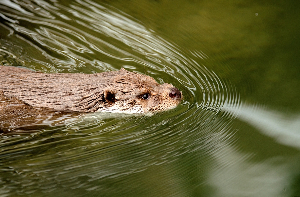 Eurasian otter - Pixabay 2.jpg