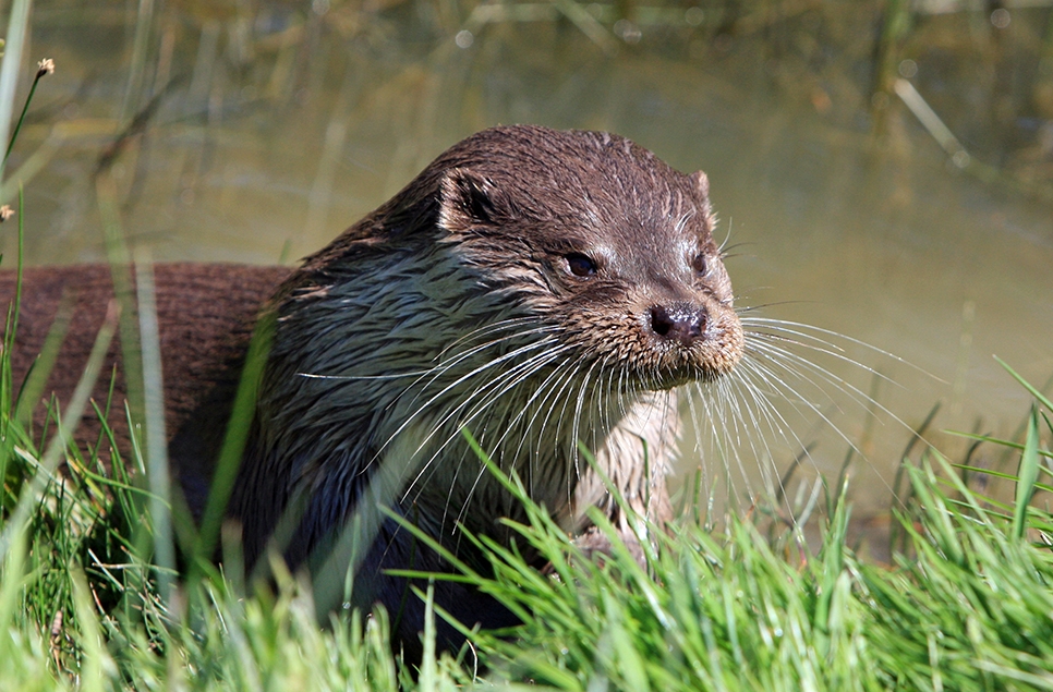 Top tips to help spot a wild otter