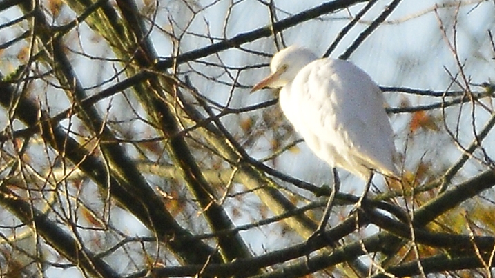 cattle egret in tree.jpg