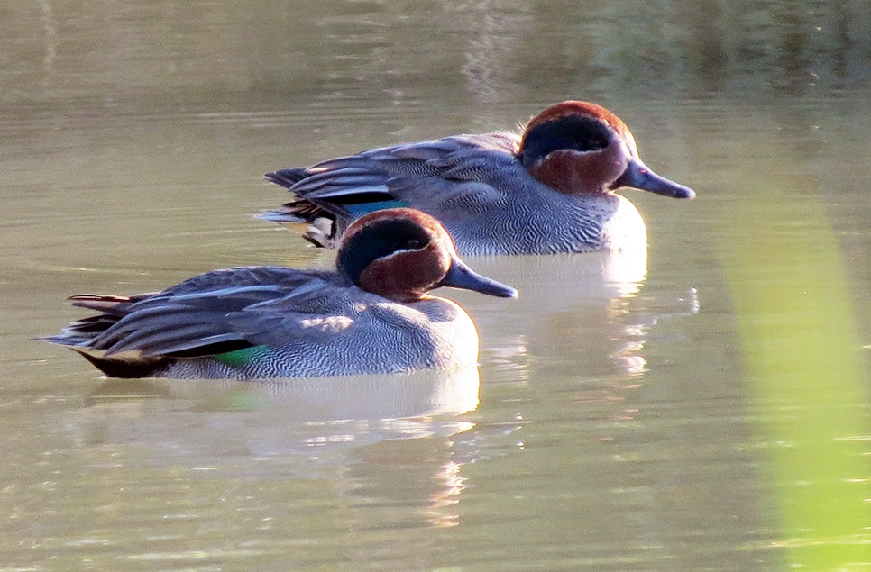 Teal and lapwing numbers up