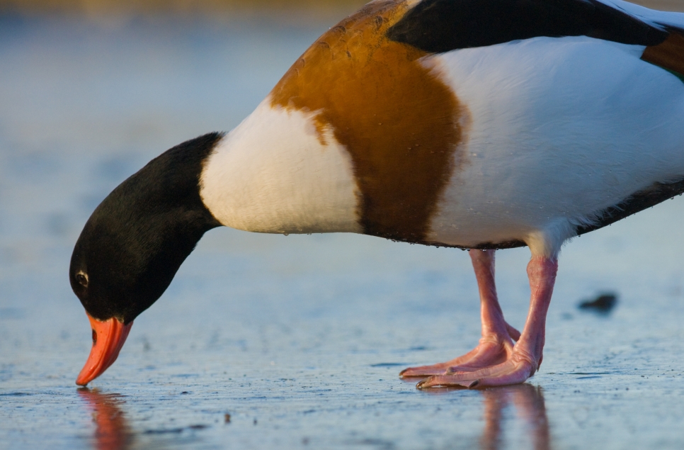 View: Birdwatch Morning