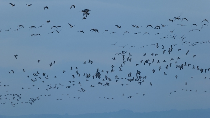 Caerlaerock Barnacle Geese Flight(small file).jpg