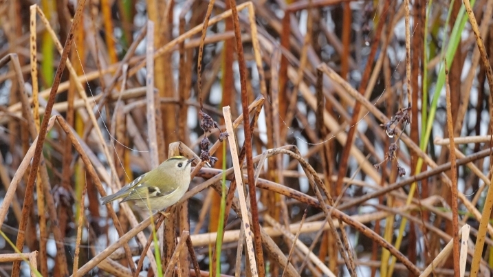 Caerlaverock Goldcrest(small file).jpg