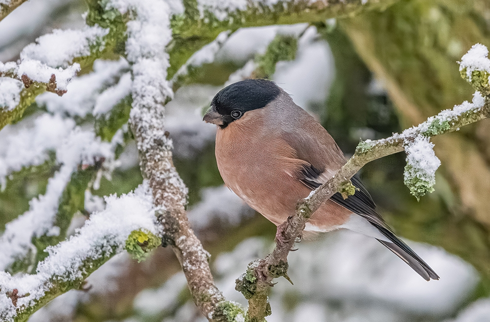 Female bullfinch in the snow - Dec22 - Ian H 966x635.jpg