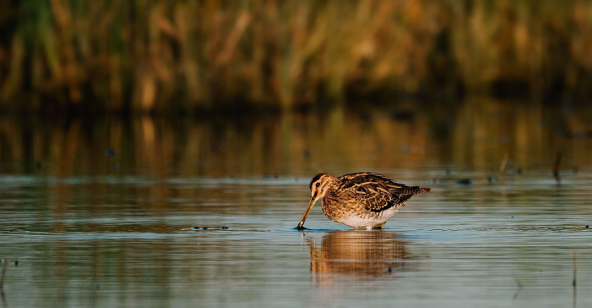 Wildlife Sightings for 19th October 2025