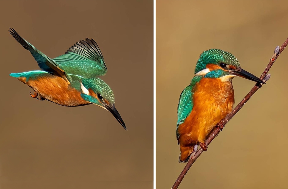 Kingfisher and winter thrushes