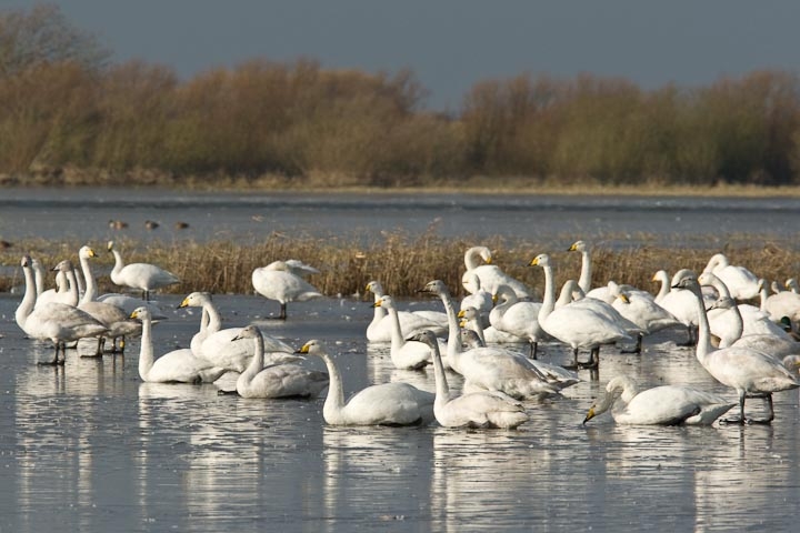 January Swan Count - 20/01/26