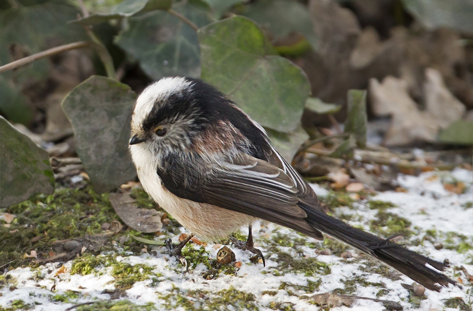 AR longtailed tit 966x635.jpg