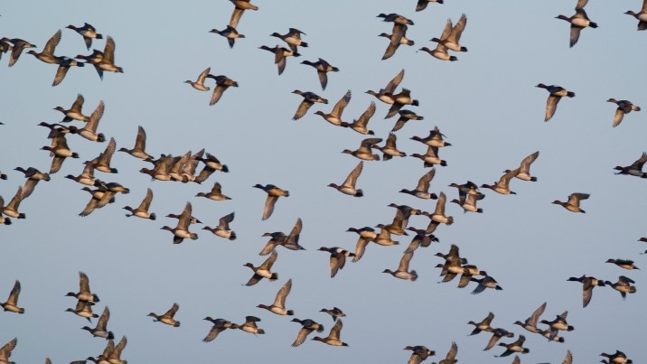 Flock of wigeon