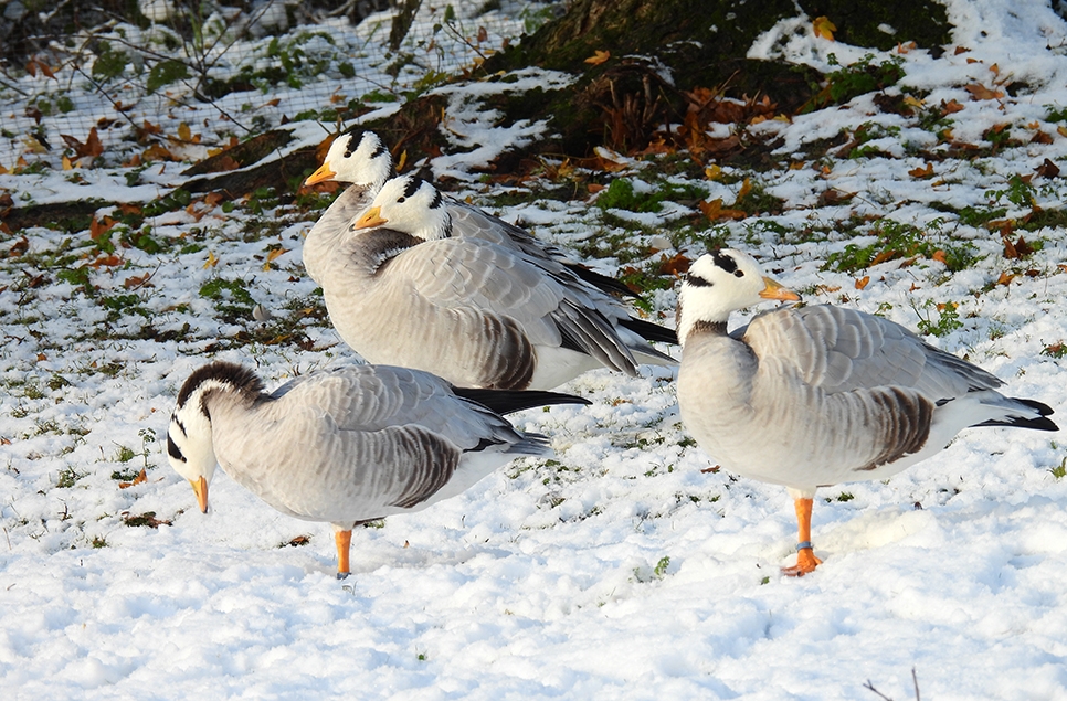 Bar-headed geese in the snow - 966x635.jpg