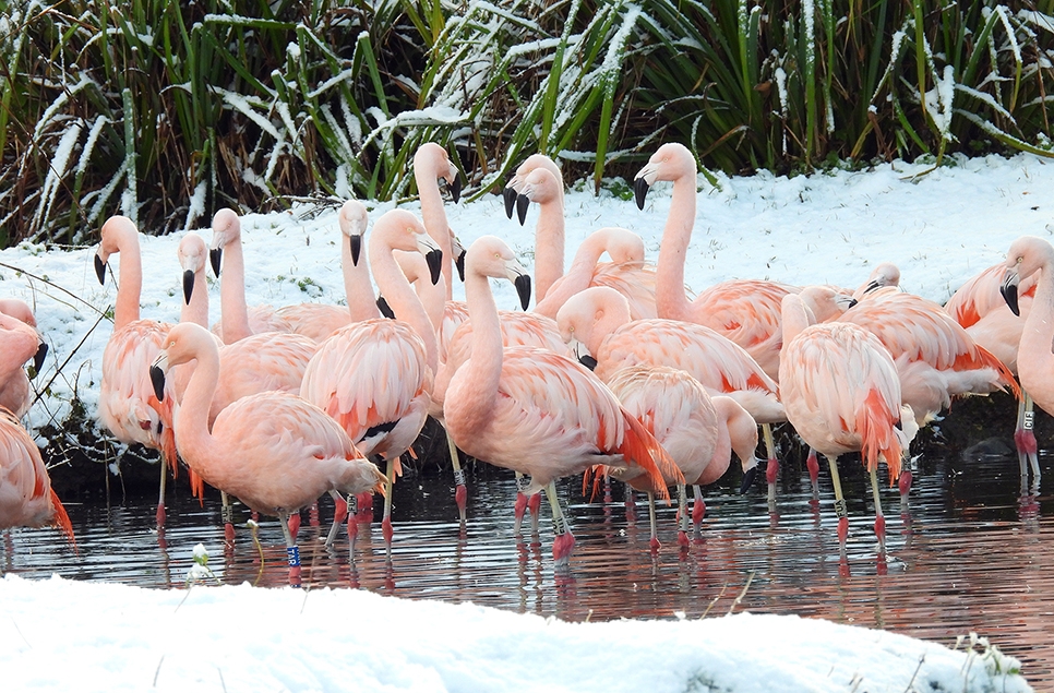 Image 2- Chilean flamingos - Deborah Nolan 966x635.jpg