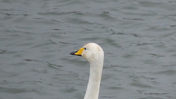 swan.jpg