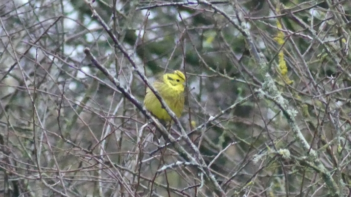 yellow hammer.jpg