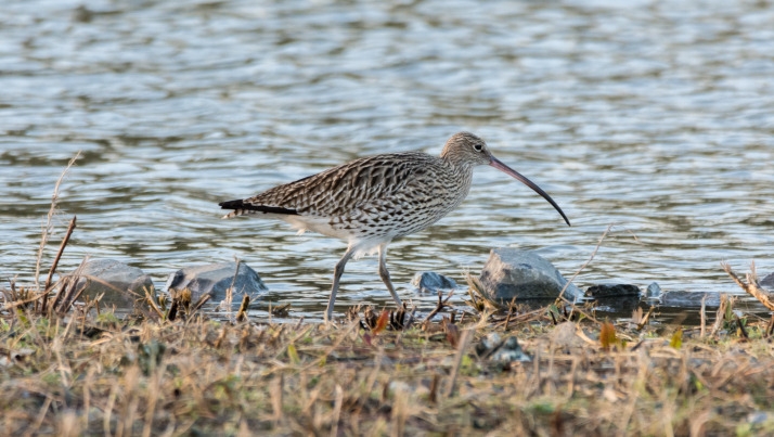 curlew 714.jpeg