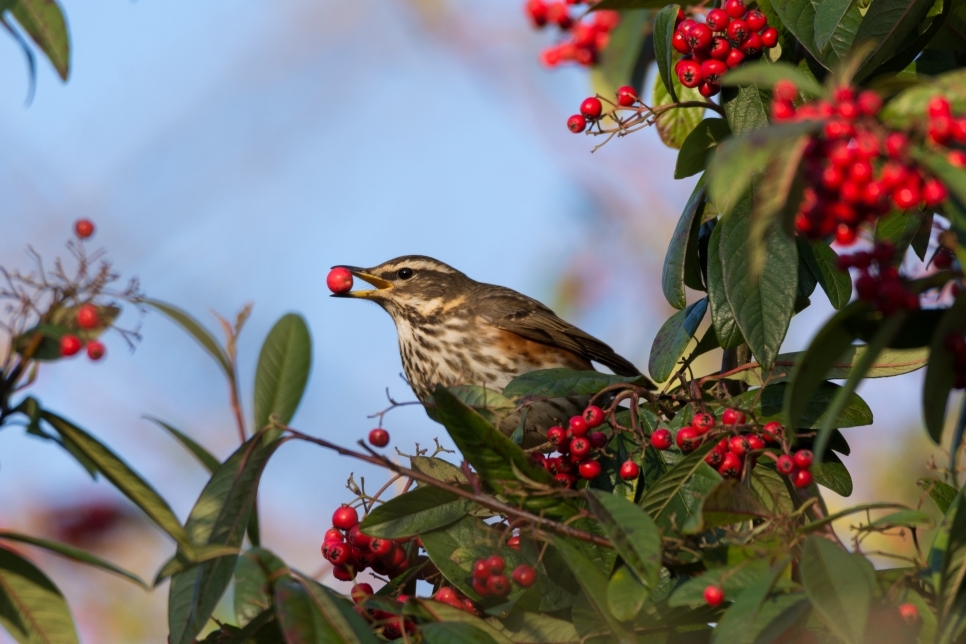 Winter Wildlife Wonderland: Discover Spectacular Species at WWT Llanelli