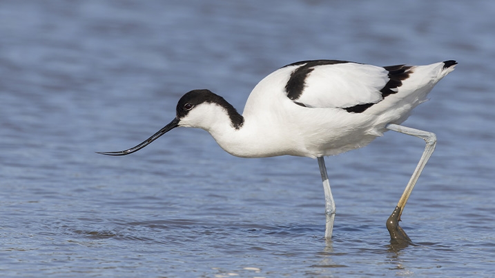 Birds With Long Legs Uk