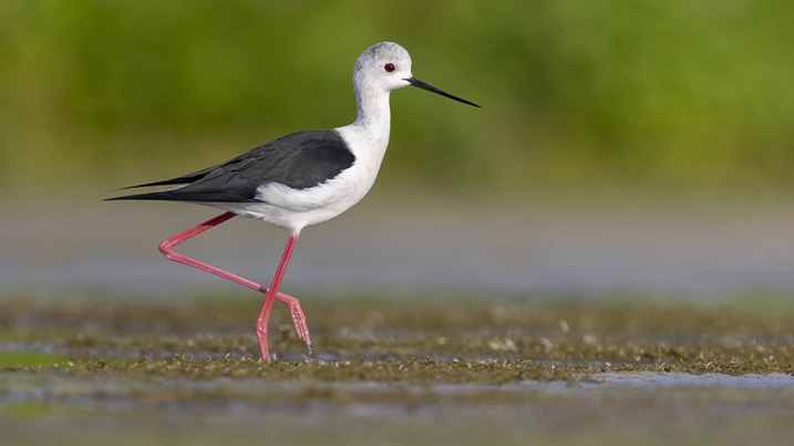 Birds With Long Legs Uk