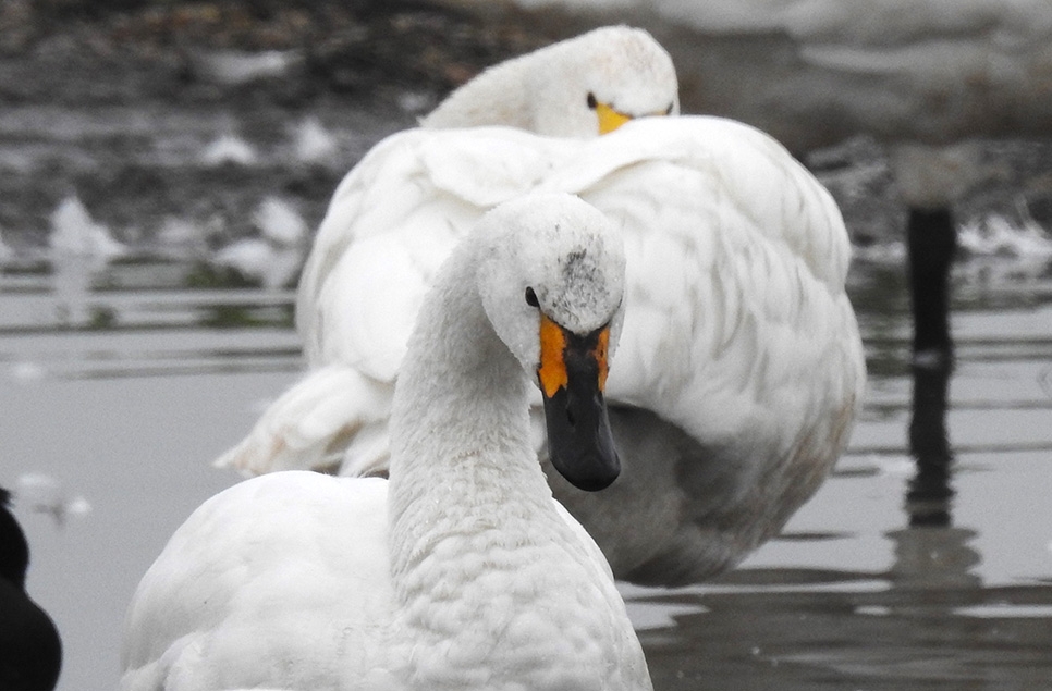 Dynasties, divorce, and 10,000 swans – 60 years of WWT’s unique Bill Pattern Study