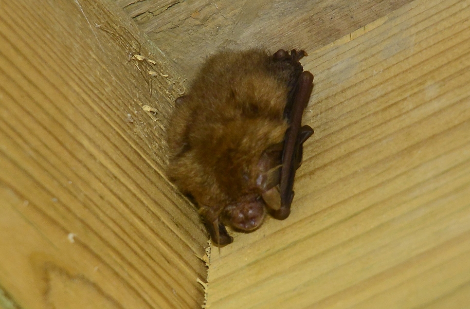 AR brown long eared bat PS 966x635.jpg