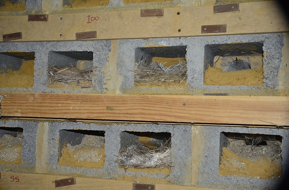 Nest Chamber Sand Martin hide.jpg