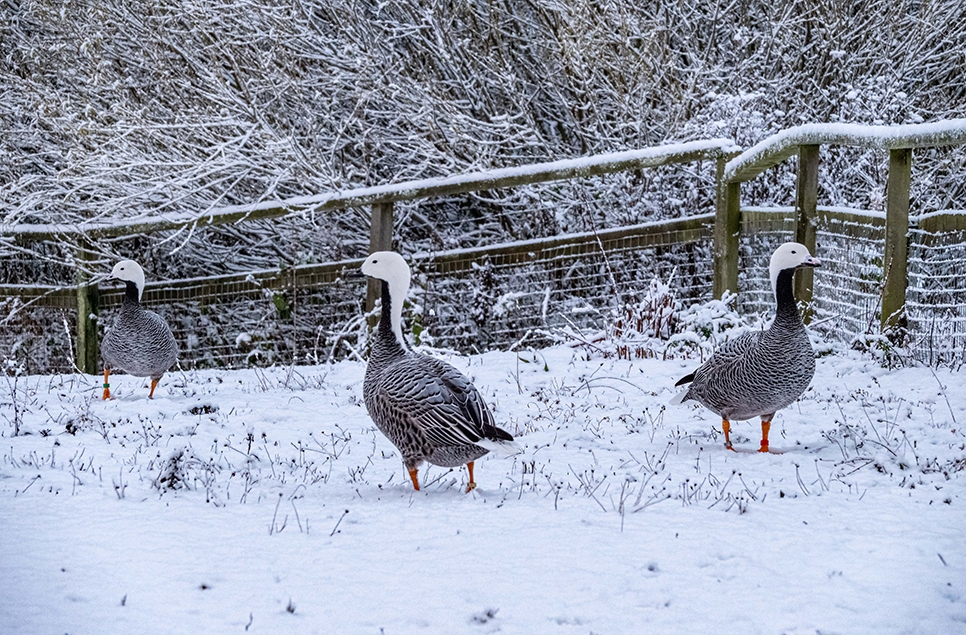 How our animals stay warm in cold weather