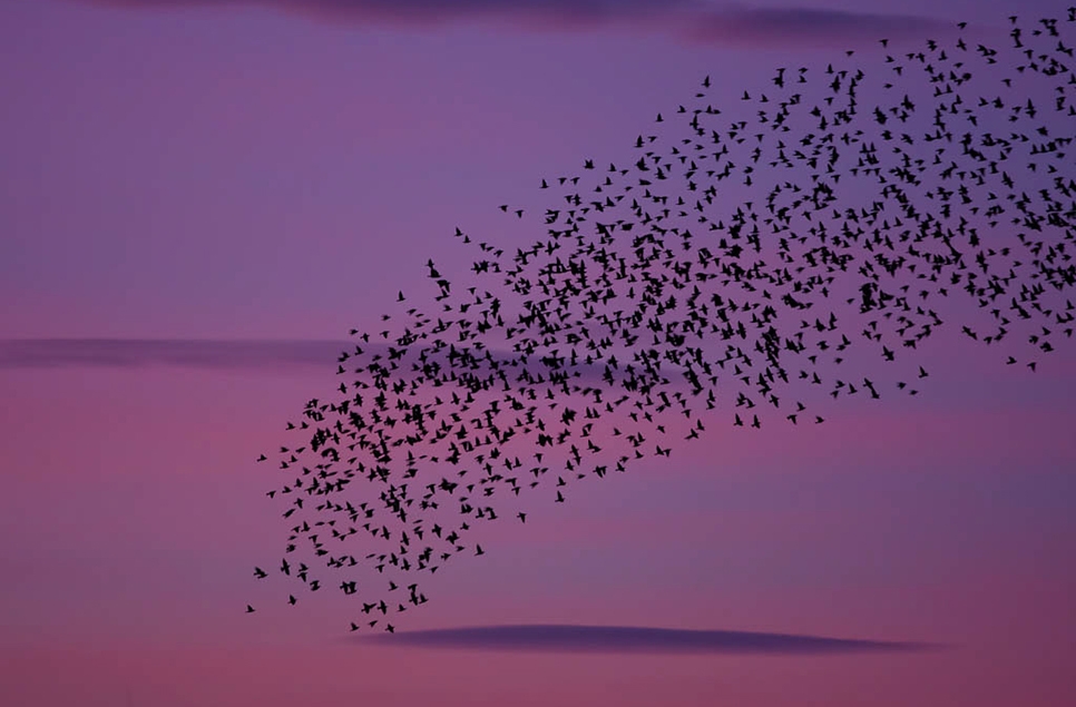 Jackdaw roost - WWT stock 966x635.jpg