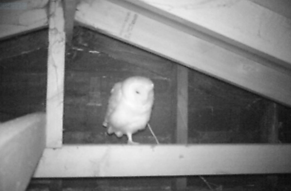 Barnowl.JPG