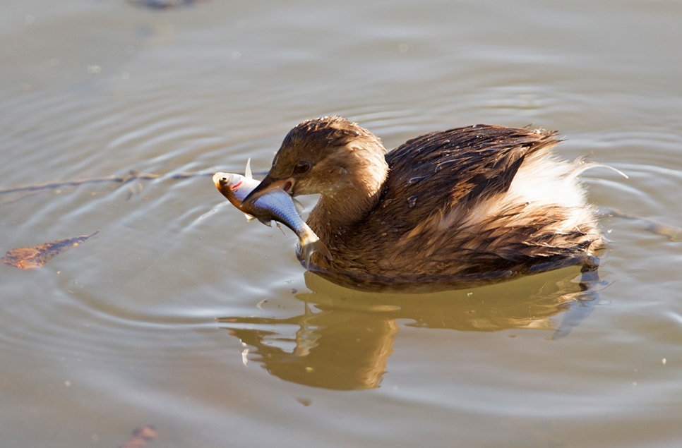 Barn owl & little grebes