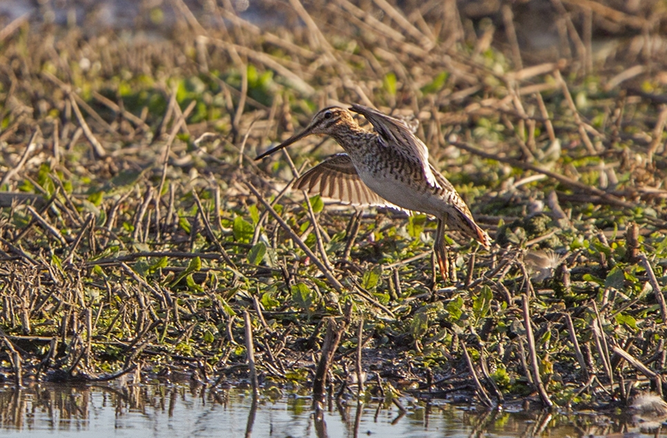 Snipe upswing, plus a kestrel