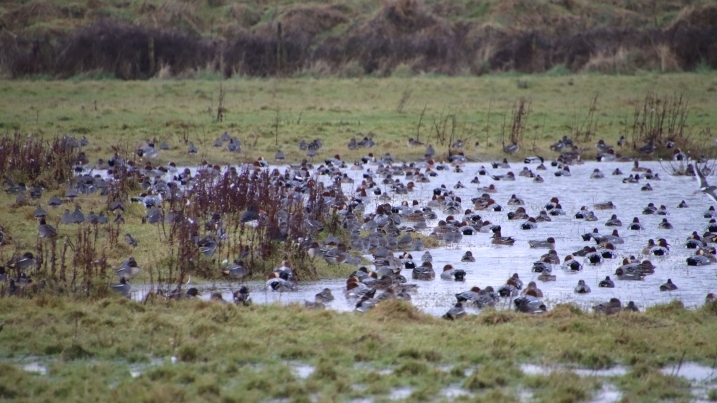 wigeon and others on the pond by DP.jpg
