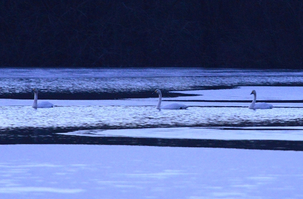 Bewick's swans and Snipe