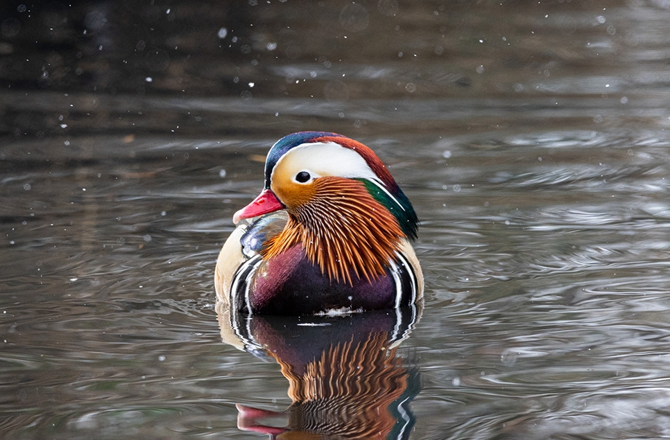 Mandarin duck - Alistair Cryer - visitor photography - Nov 23 966x635.jpg