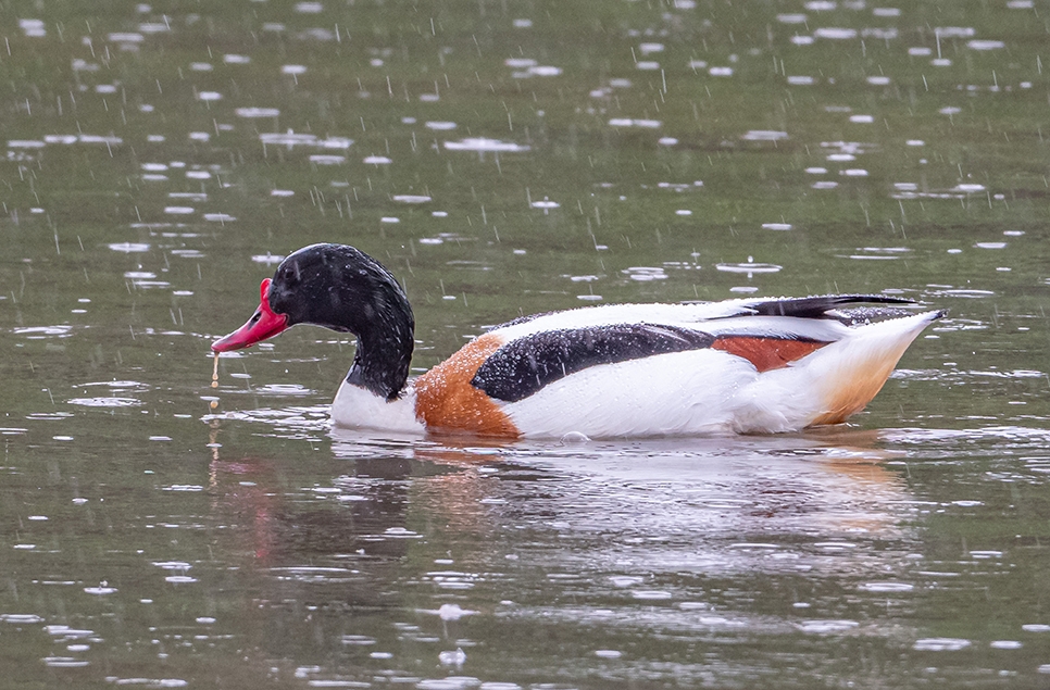 Wildlife Sightings 30/01/2026