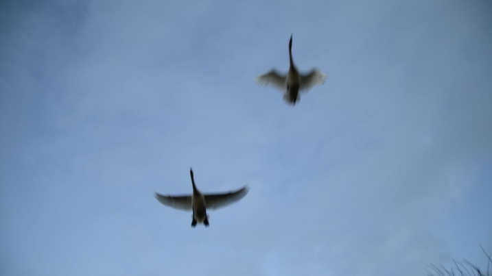 whooper swans flying over.jpg