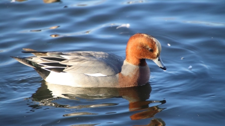 wigeon on water by DP.jpg