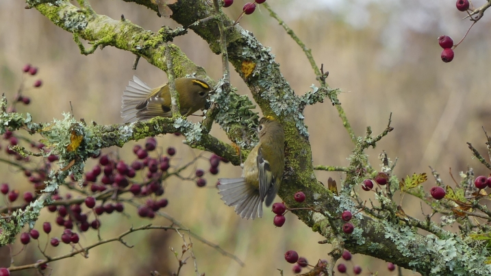 goldcrests 1 by marianne.JPG