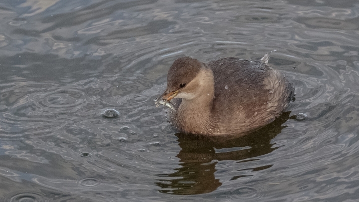 Little Grebe with fish - credit Alex Hillier (3).jpg