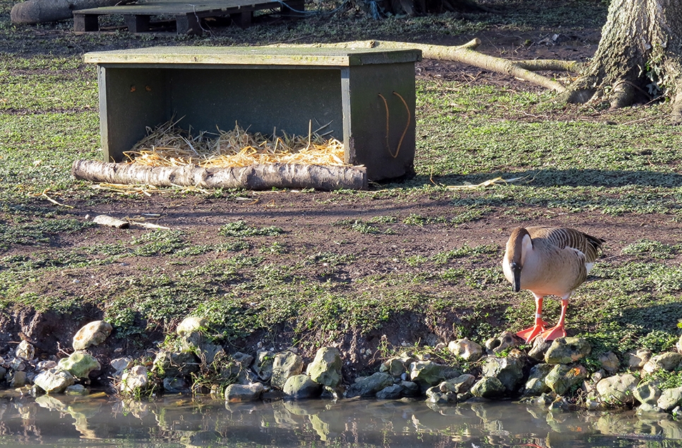 AR swan goose and small hide 966x635.jpg